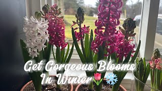 Tricking Spring: Forcing Spring Bulbs to Bloom in Winter🌷❄️