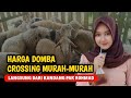 HARGA DOMBA CROSSING MURAH | @AGROTV9