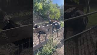 Ostrich looking around#ostrich