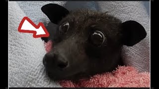She Thought She Saved a Puppy, But the Shocking Truth Sent Her to the Police!