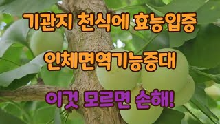 자연속 은행나무열매~ 모르면 손해!(청은행 기관지 천식 면연기능증대)