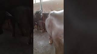 #shorts video || 26kg milk wali milk wali murra buffelo || manvir kundu ji ke murrah buffalo