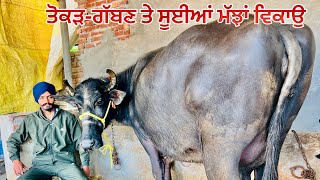 ਤੋਕੜ-ਗੱਬਣ-ਸੂਈਆ ਮੱਝਾ-ਗੱਬਣ-5 ਮੱਝਾਂ ਵਿਕਾਉ-5 buffalo for sale (27-1-2025)#brardairyfarmmoga