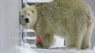 2025 1 3 円山動物園 リラ ララ