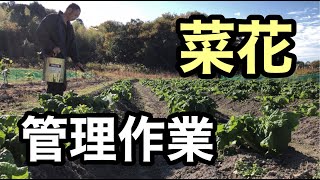 菜花栽培【管理作業】３つのポイント