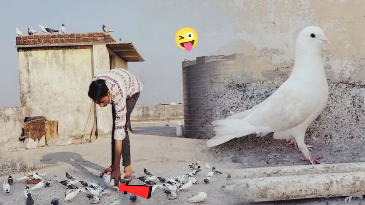 Makwa Kabutar Pakda ёяшь Youtube