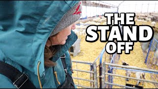 FARMER VS. BABY LAMB... a battle of the wills. | Am I too late to train the sextuplet?!  | Vlog 659