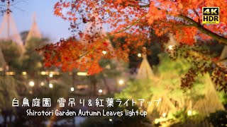 白鳥庭園 雪吊り \u0026 紅葉ライトアップ