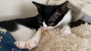 【ハチワレ猫】子猫がふみふみちゅぱちゅぱするだけ。