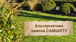 Самшит в саду 🏡 Замена / альтернатива самшиту 🏡