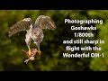 Photographing Goshawks at Hides de Calera, Spain. Flight shots with OM1 and 100-400mm lens. Part 3.