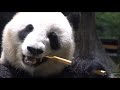 タケノコの皮も食べるシャオくん＆タケノコを食べる親方　2023.04.30 cute panda twins