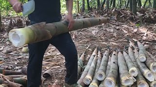 Amazing Skill Man Cutting Huge Bamboo Shoot Harvest Season