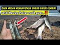 Cara mudah mengawetkan umpan undur undur gembur untuk Mancing Pasiran