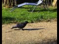 vögel tummelplatz im winter teil 1