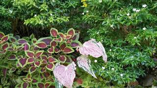 60 VARIETIES OF MAYANA/COLEUS