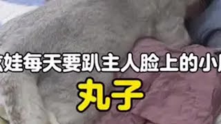 猫咪也爱晒孩子猫咪 萌宠出道计划 喵星人的下一秒永远超出你的想象 谁能拒绝傻憨憨的小猫咪 记录猫咪日常