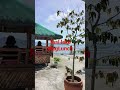 Taal Lake mag lunch #satisfying #asmp #fypシ゚viral #highlights #trendingshorts