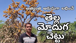 white Sacred Tree తెల్ల మోదుగ చెట్టు సర్వమానవ ఉపయోగార్థమే..! #Prakruthi Nestam #