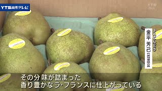 味が詰まった香り豊か ラ・フランス出荷式 天童市