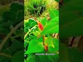 Guess the plant ✅🌱☘️🌿😀🌹#shorts #gardening #youtubeshorts #viral #shortvideo #ytshorts  #trending