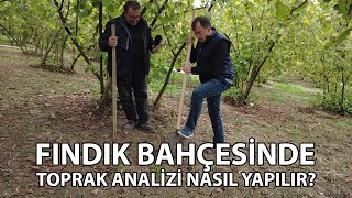 Fındık Bahçesinde Toprak Tahlili