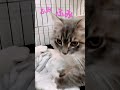 ついフミフミしちゃうモフ猫 shorts ねこ動画 サイベリアン cat