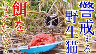 警戒する野生の野良猫に餌を与えてみたら...