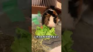 野菜を食べる🥬🥕　モルモットのいっぷくGuinea pig eating vegetables #shorts #モルモット #guineapig #vegetables