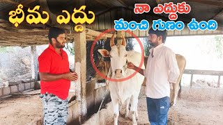 భీమ ఎద్దు 💥| Bheema Bull interview Telugu🔥 Ammagari Palli 🤩 Dhamodhar Reddy Bull 🐂| Bulls Interviews