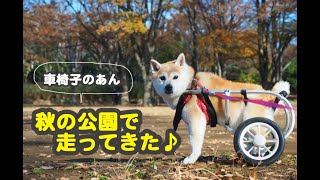 秋の公園で走って来た車椅子の柴犬あん♪  A wheelchair Anne ran in the park♪