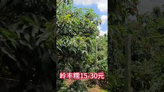 10種荔枝價格，新品種一般價格偏高，老品種偏低，不夠成本        10 kinds of lychee prices, new species are generally high prices