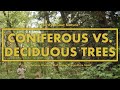 Coniferous VS Deciduous Trees - Whats the Difference?!  || Nerdy About Nature