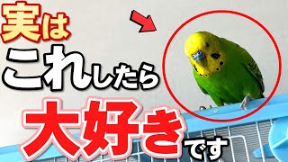 【完全版】セキセイインコが本当に好きな人にだけ見せる仕草6選