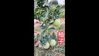 越南青柚結果真多，果肉爽脆，鮮甜可口，好吃Vietnamese green pomelo has a lot of fruit, the flesh is crisp, sweet，delicious