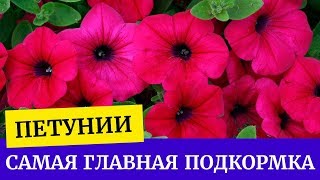 🌸Петуния. Самая главная подкормка. Защита петуний от болезней. Хлороз петуний🌱