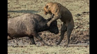 Merciless Moments When Prey Take Down Predators With Their Horns