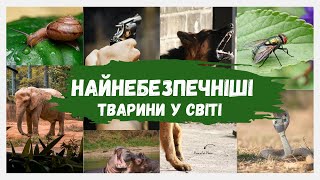 👑 Топ 10 👑 Найнебезпечніші тварини у світі 👑