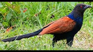 Beautiful Crow Pheasant Eating Caterpillar  / Greater Coucal / Southern Coucal / Backyard Birds