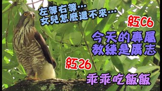 紅C6今天的專屬教練是鷹爸（廣志）！紅26乖乖吃飯飯～｜鳳頭蒼鷹｜20220613｜大安森林公園｜Crested Goshawk, Daan Park, Taipei, Taiwan