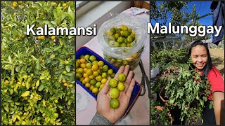 Harvesting Kumquat and Moringa | Namimitas ng Kalamansi at Malunggay | Pinay in Australia