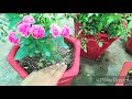 miniature roses ki care monsoon mein kese kare