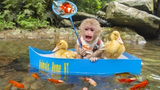 Baby monkeys go to catch goldfish to raise and eat fruits with cute ducklings | @Animal Home HT