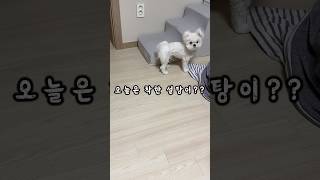 오늘은 차칸 설탕이? #말티즈 #귀여운강아지 #원샷한솔