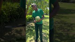 JAMAICA COCOUNT WATER CARIBBEAN COCONUT WATER | Chef Ricardo Cooking