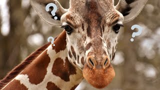 Dwarf giraffes discovery surprises scientists!!