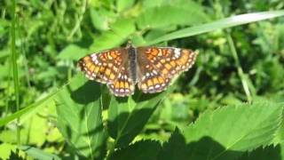 Scarce Fritillary