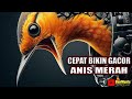 ANIS MERAH GACOR untuk MEMANCING BUNYI ANIS MERAH BIAR CEPAT NGEPLONG