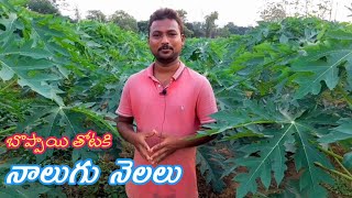 నాలుగు నెలల బొప్పాయి పంట My Four Months pappay crop ||AGRI GURU||