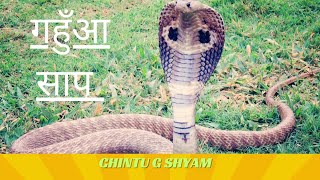 🐍 का हमन पकड़ पाएन गहुँआ साप ला? CHINTUGSHYAM।